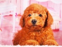 トイプードル9