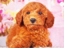 トイプードル18