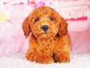 トイプードル19