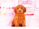 トイプードル20
