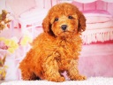 トイプードル7