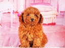 トイプードル1