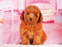 トイプードル3