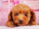 トイプードル11