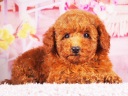 トイプードル12