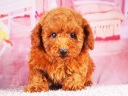 トイプードル13