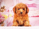トイプードル14