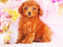 トイプードル6