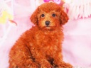 トイプードル7