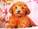 トイプードル8