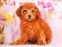 トイプードル9