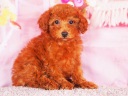 トイプードル10
