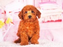 トイプードル16