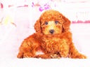 トイプードル20