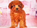 トイプードル11