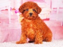 トイプードル12