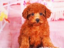 トイプードル13