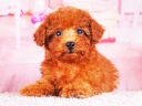 トイプードル14