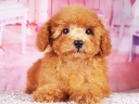 トイプードル1