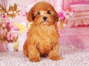 トイプードル2