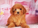 トイプードル3
