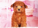 トイプードル6
