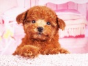 トイプードル7
