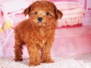 トイプードル8