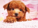 トイプードル9