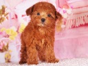トイプードル10